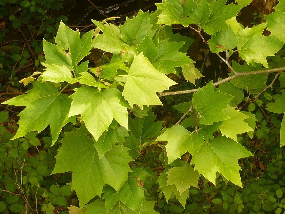 Platanus hispanica (Platanaceae)